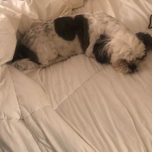 Meet your Posher, Frida